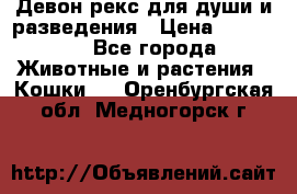 Девон рекс для души и разведения › Цена ­ 20 000 - Все города Животные и растения » Кошки   . Оренбургская обл.,Медногорск г.